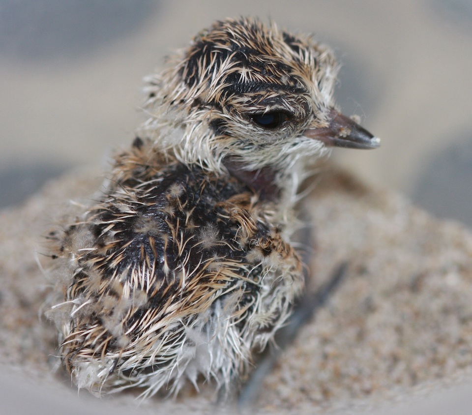 Snowy Plover newborn